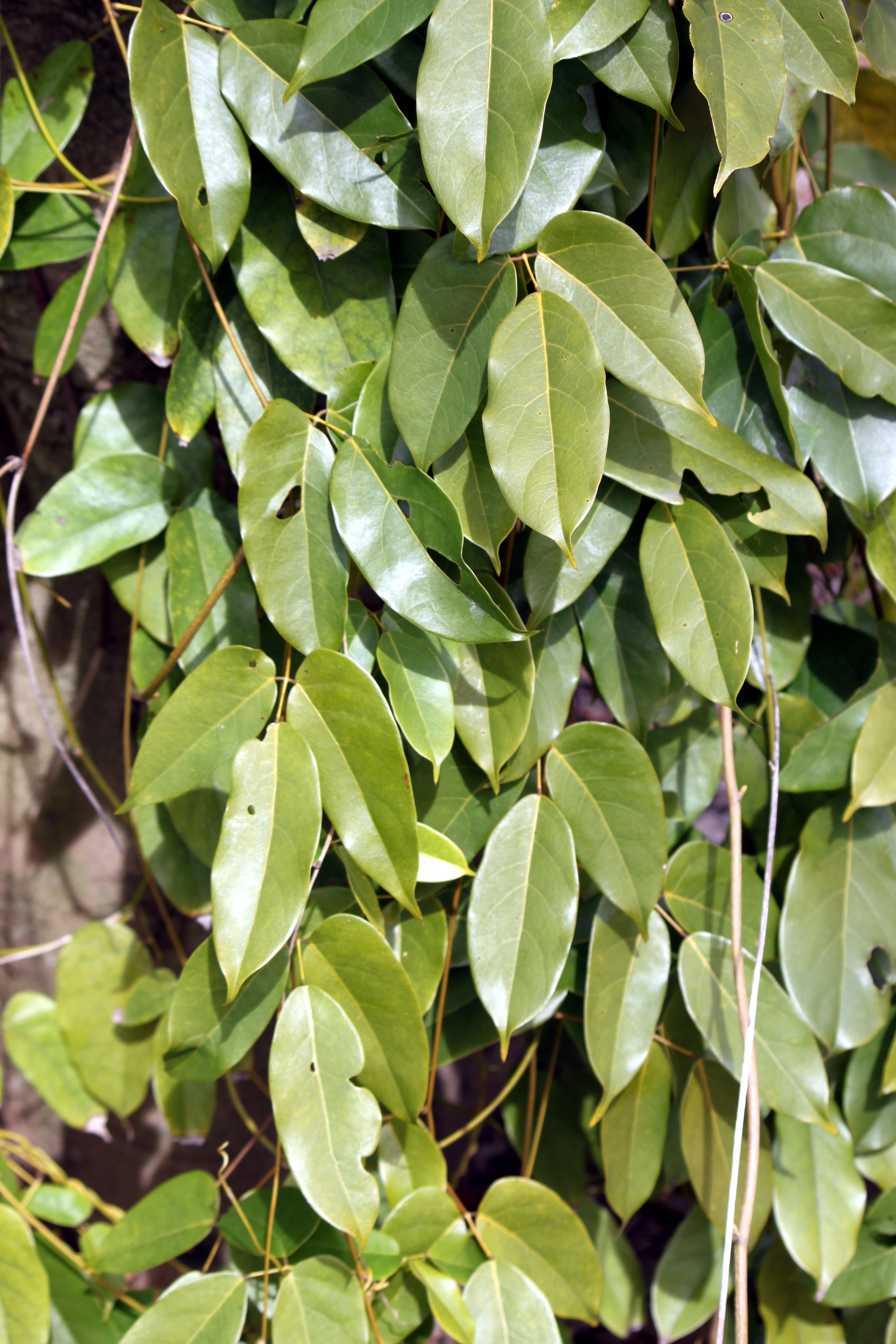 Mucuna sempervirens