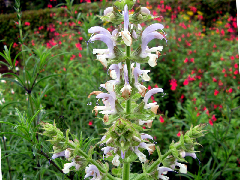 Clary Sage