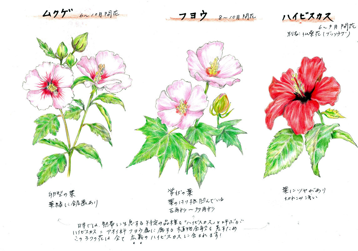 ハイビスカス Hibiscus Hybrids かぎけん花図鑑