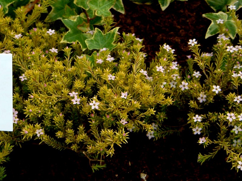 Coleonema pulchrum ’Sunset Gold’