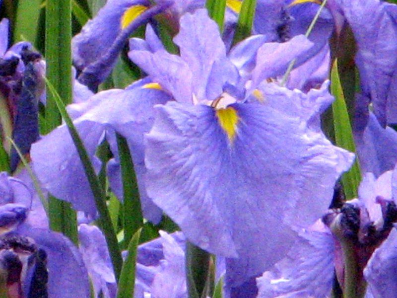 Japanese Iris 'Oedo'