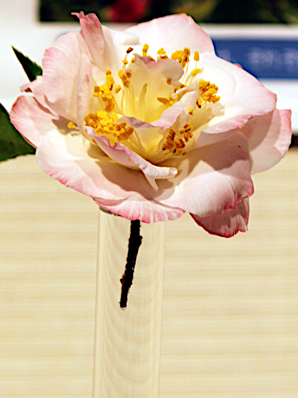 Camellia japonica 'Omega'