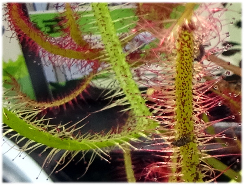 サスマタモウセンゴケ | Drosera binata | かぎけん花図鑑