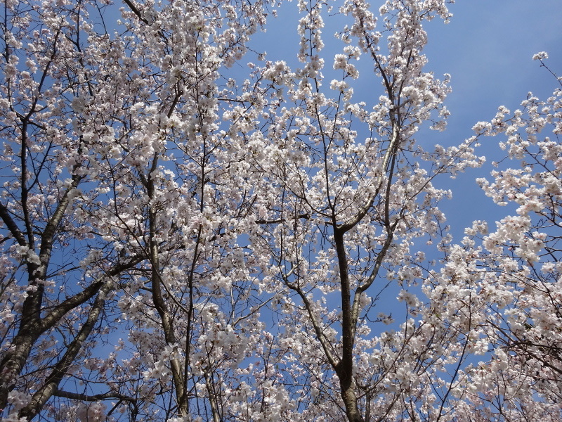 越乃彼岸桜