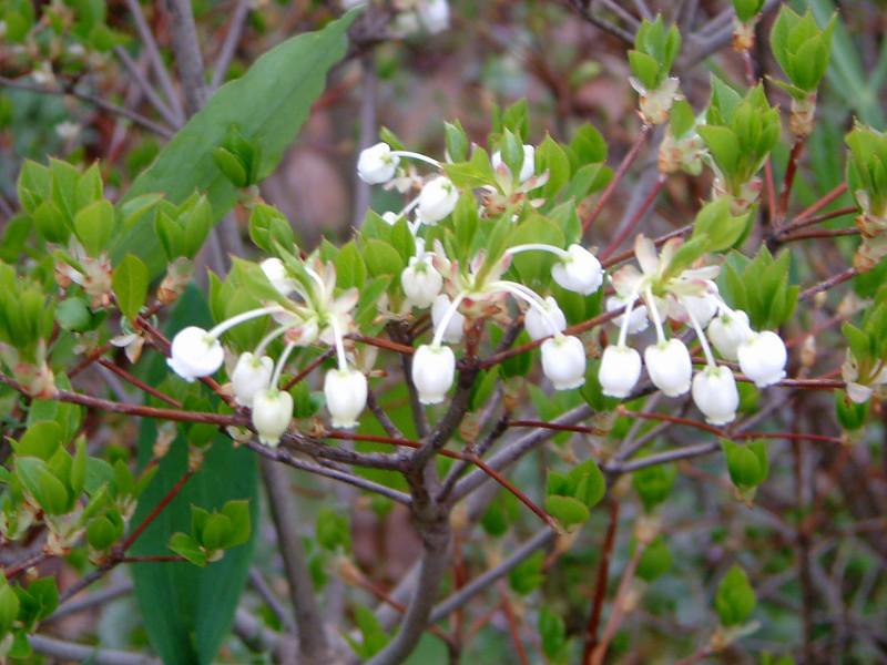 ドウダンツツジ Enkianthus Perulatus かぎけん花図鑑