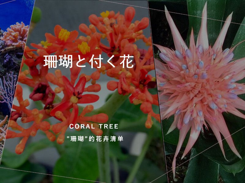 Llist of 'SANGO(coral tree)