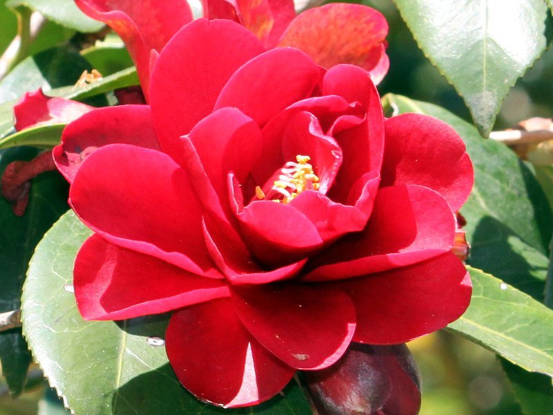 Camellia Kurotsubaki