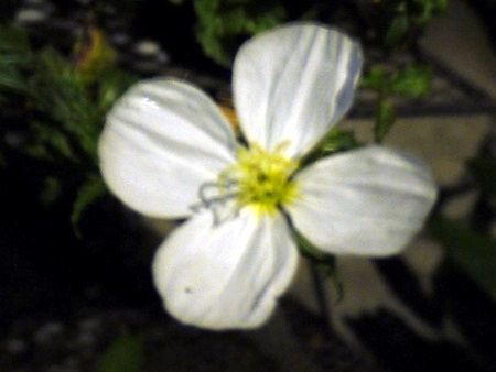 Oenothera