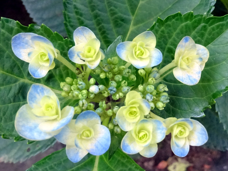 額紫陽花 'ポージーブーケ ララ'