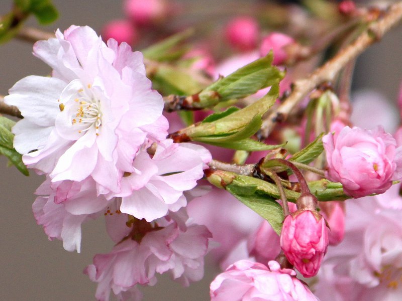 八重枝垂櫻 Prunus Pendula 科技研花图画书