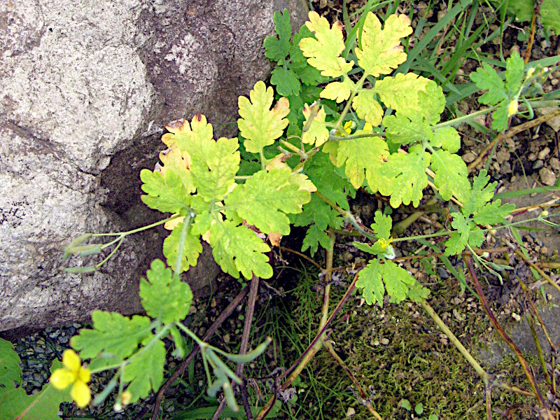 Chelidonium majus