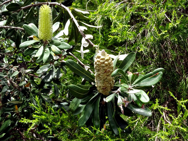 コースト・バンクシア | Banksia integrifolia | かぎけん花図鑑