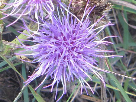 Cirsium maritimum