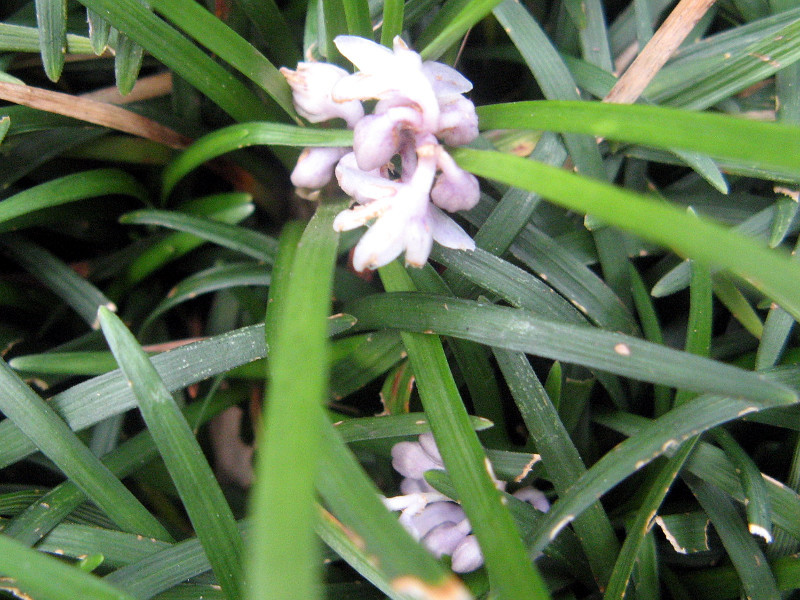ジャノヒゲ Ophiopogon Japonicus かぎけん花図鑑