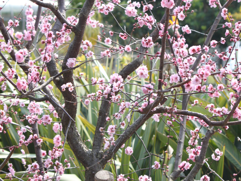 Prunus blirean 