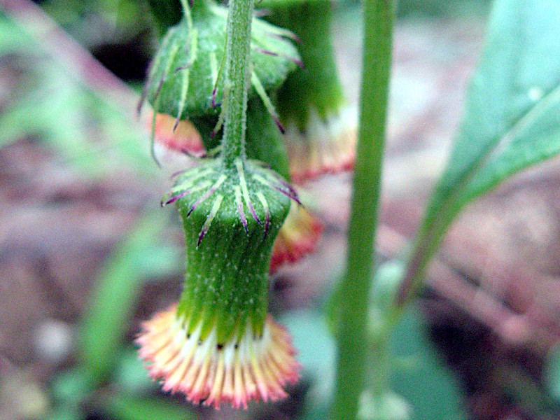 野茼蒿