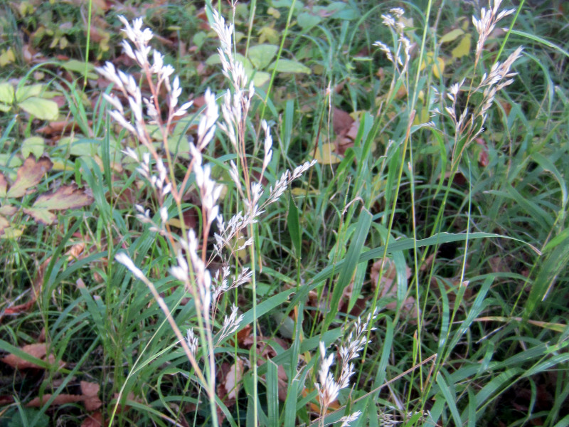 Calamagrostis hakonens