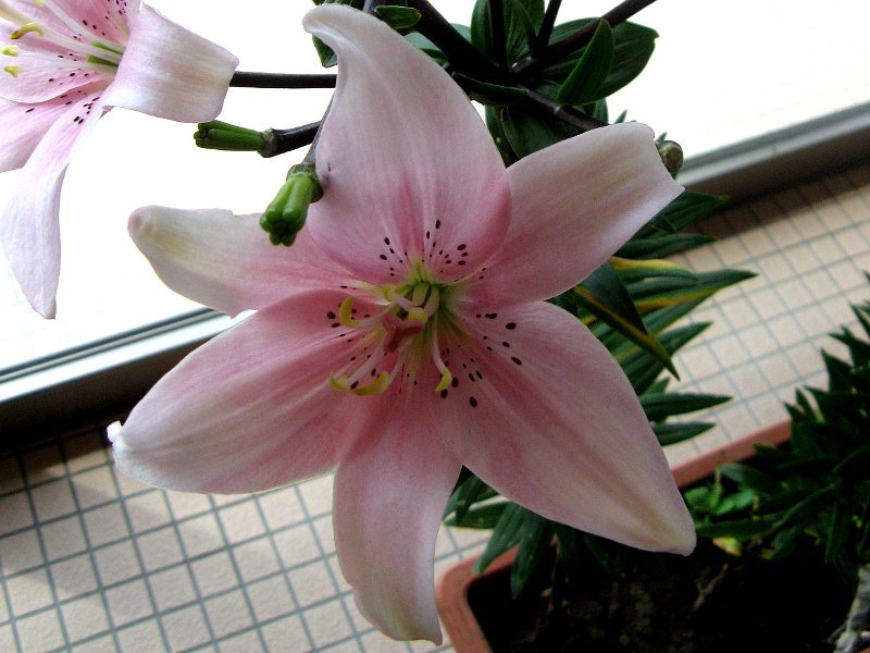 Lilium maculatum 'Elodie'