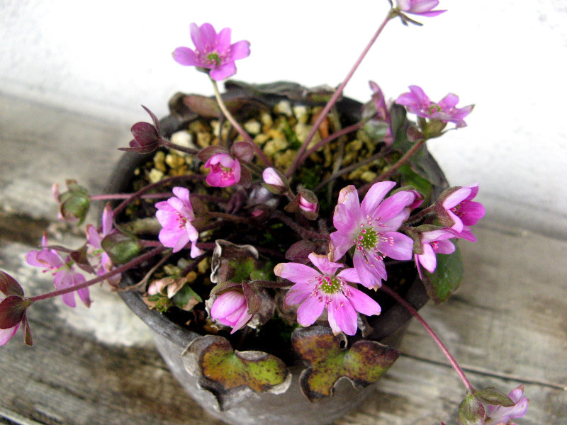 ミスミソウ Anemone Hepatica かぎけん花図鑑