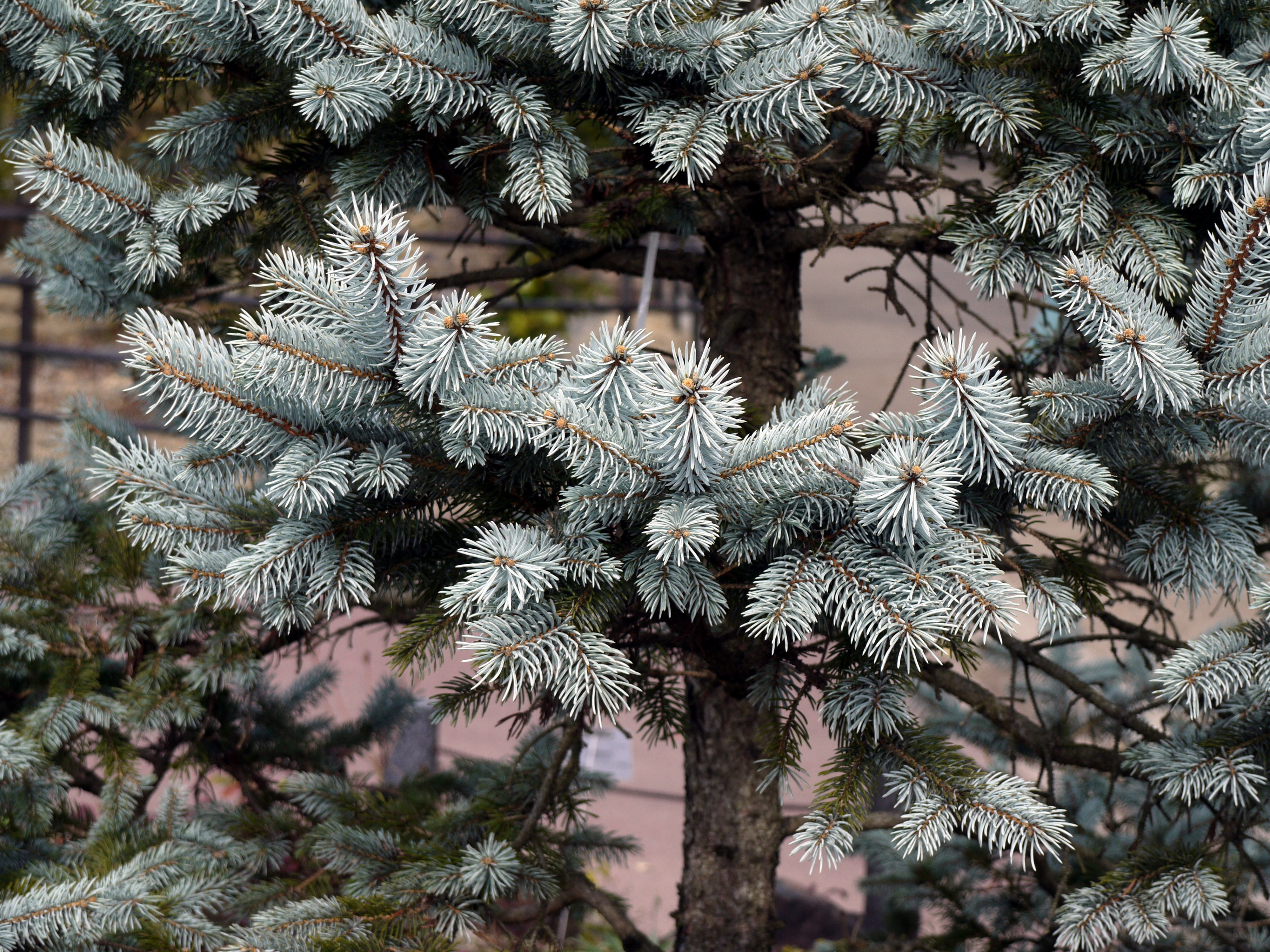 コロラドトウヒ ホプシー Picea Pungens Cv Hoopsii かぎけん花図鑑