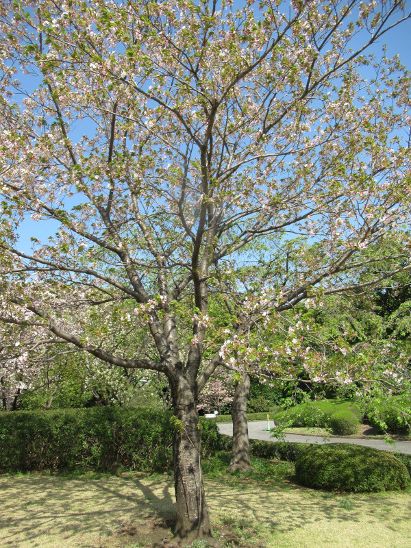 Nishinomiya-gongendaira zakura