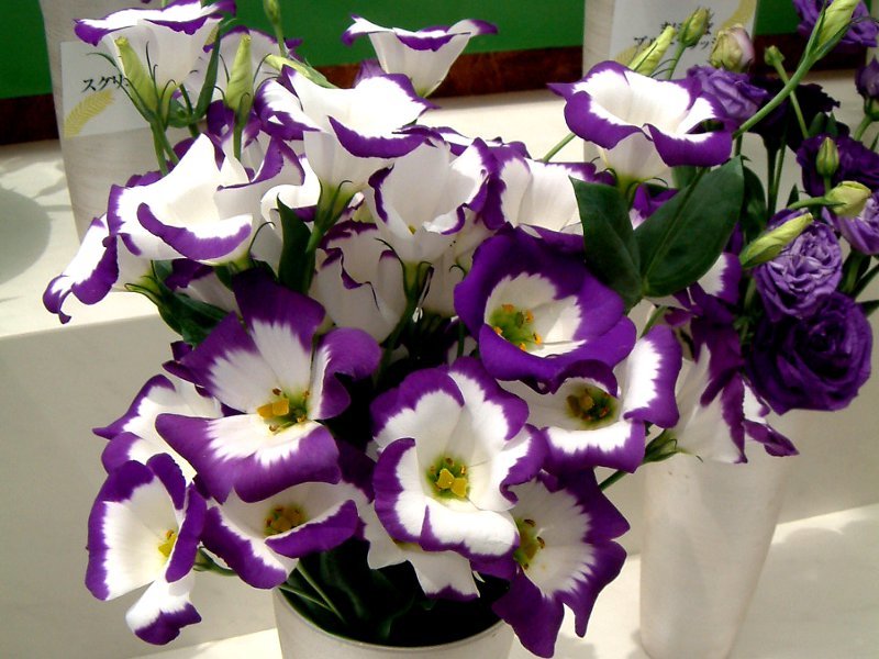 Eustoma grandiflorum ''mira maline'