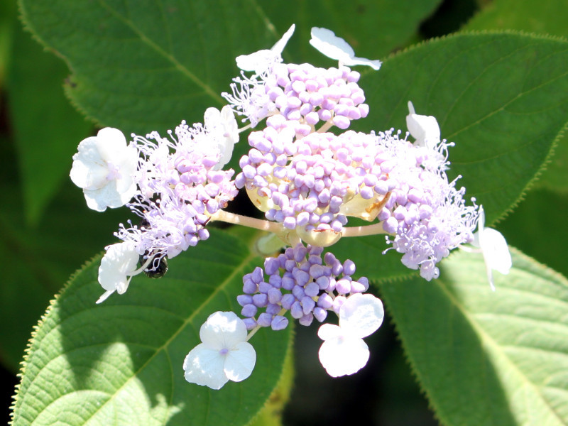 Hydrangea Macrophylla Hydrangea Ajisai Flower Database