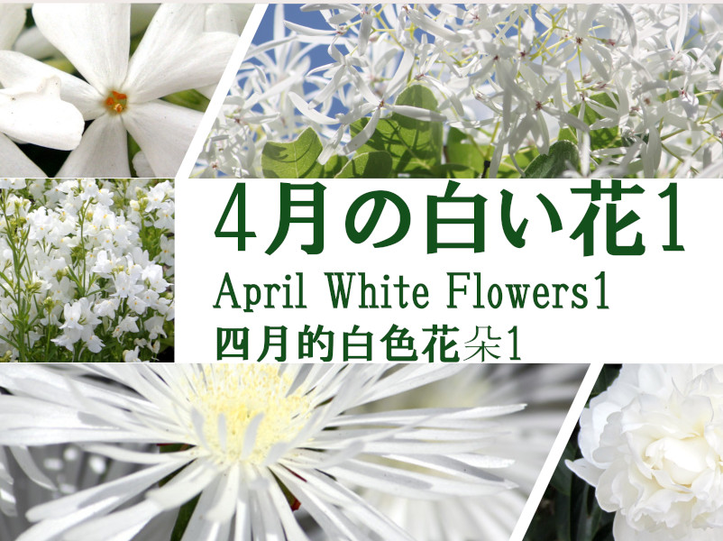 特集　白い花(４月編一覧の1)