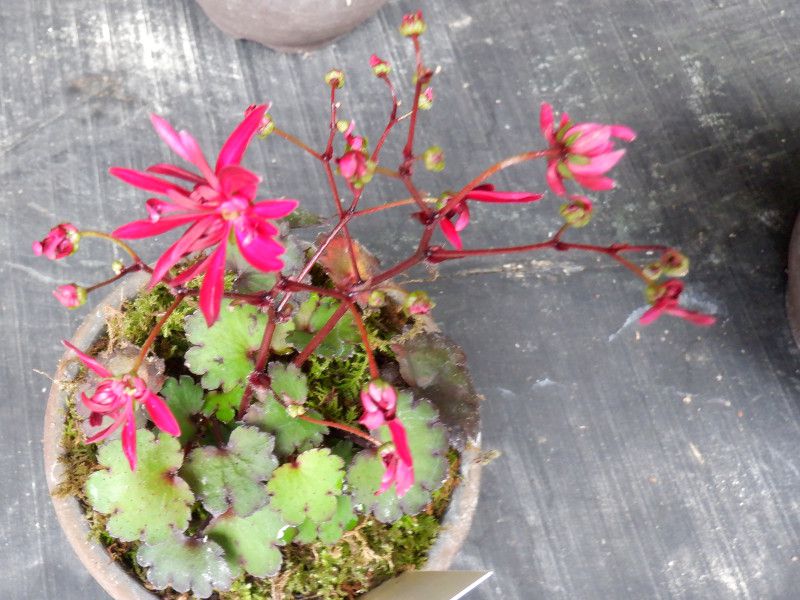 大文字草 紅珊瑚 Saxifraga Fortunei Cv Benisango 科技研花图画书