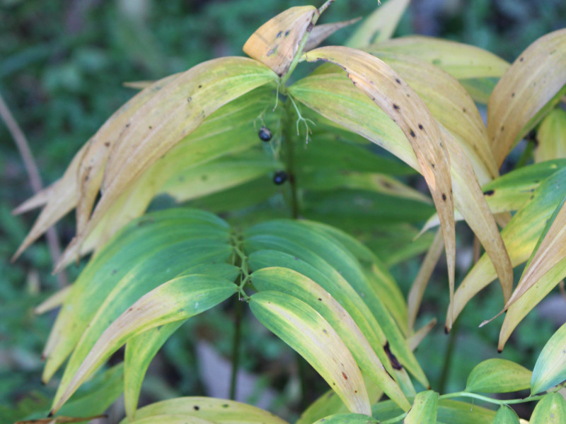 Solomon's Seal