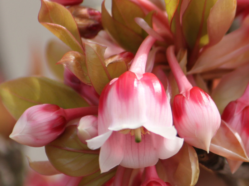 Enkianthus quinqueflorus