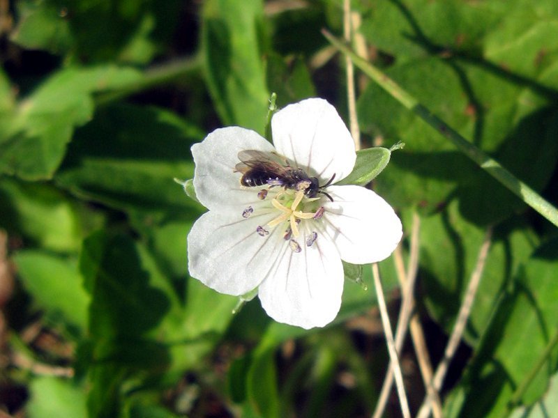 ゲンノショウコ Geranium Thunbergii かぎけん花図鑑