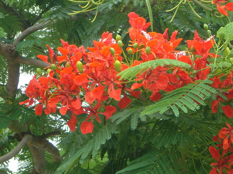 delonix regia flower