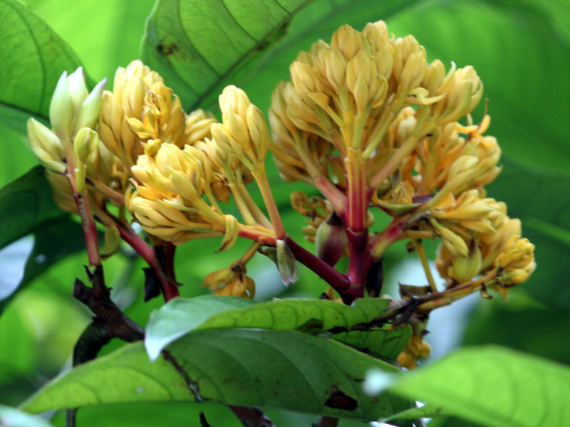 Saraca thaipingensis