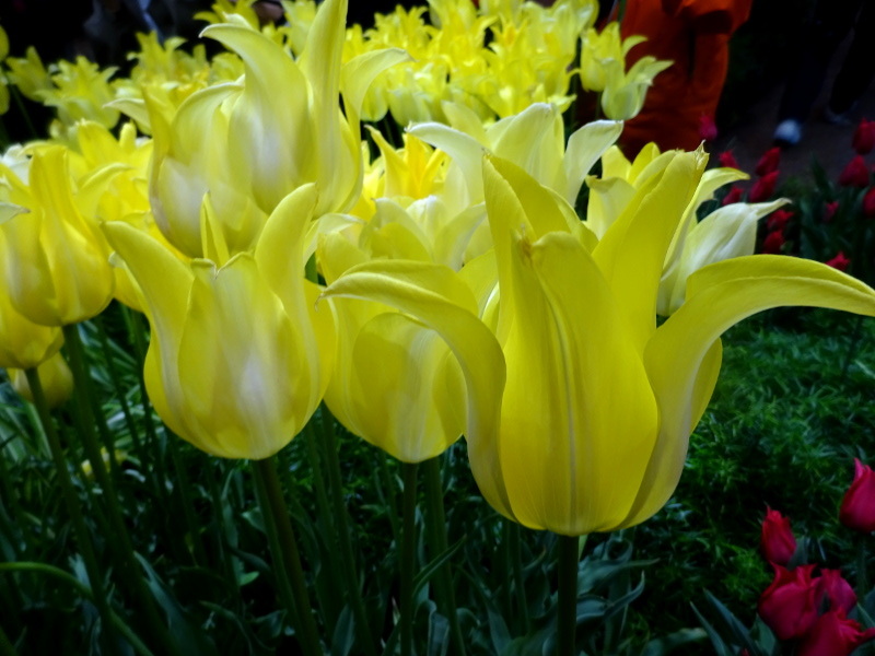 Tulipa cv. Ballade Gold