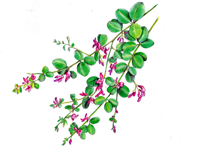  Lespedeza cyrtobotrya