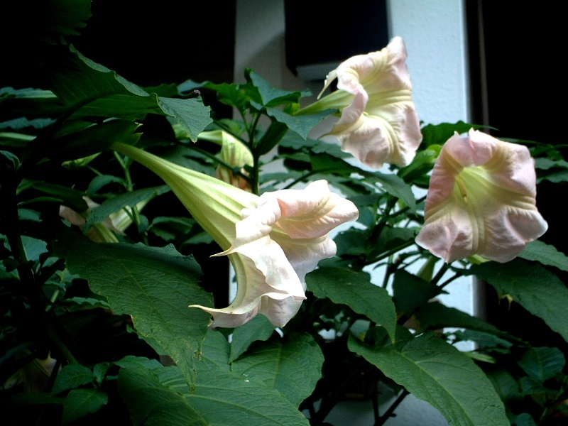 キダチチョウセンアサガオ Brugmansia かぎけん花図鑑