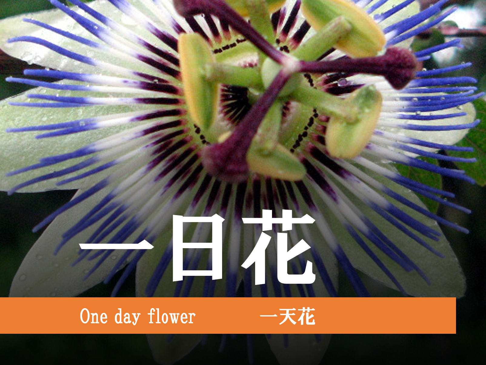 one-day-flower