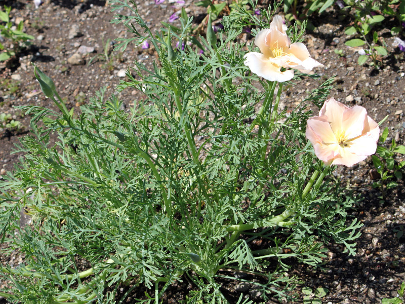 California poppy