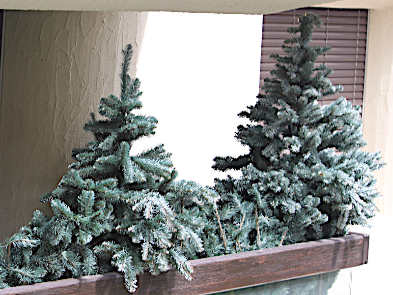 Blue spruce 'Hoopsii'　Picea pungens