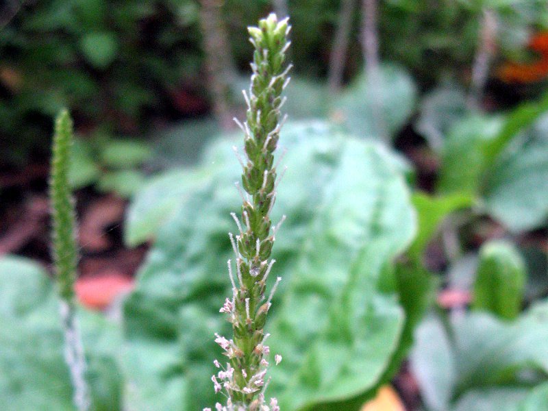 オオバコ Plantago Asiatica かぎけん花図鑑