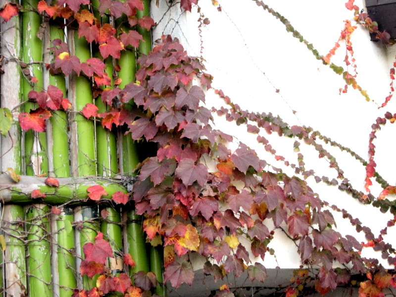 Parthenocissus tricuspidata