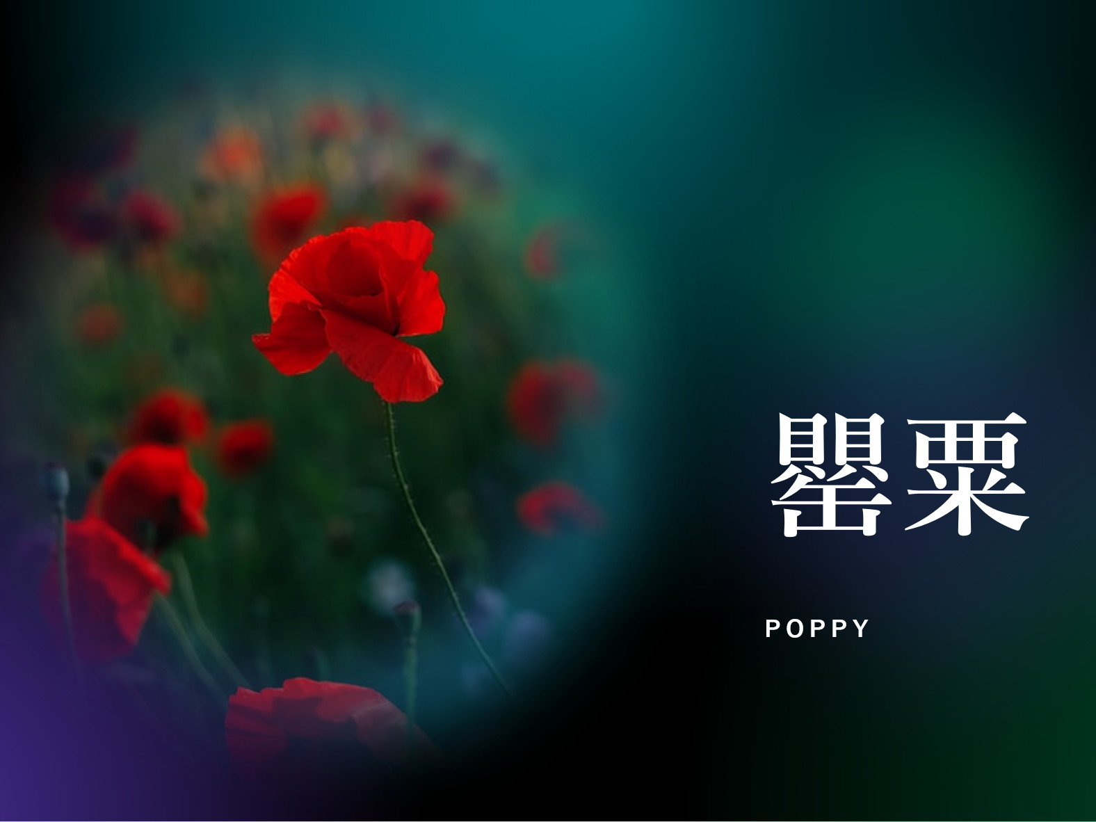 Poppy