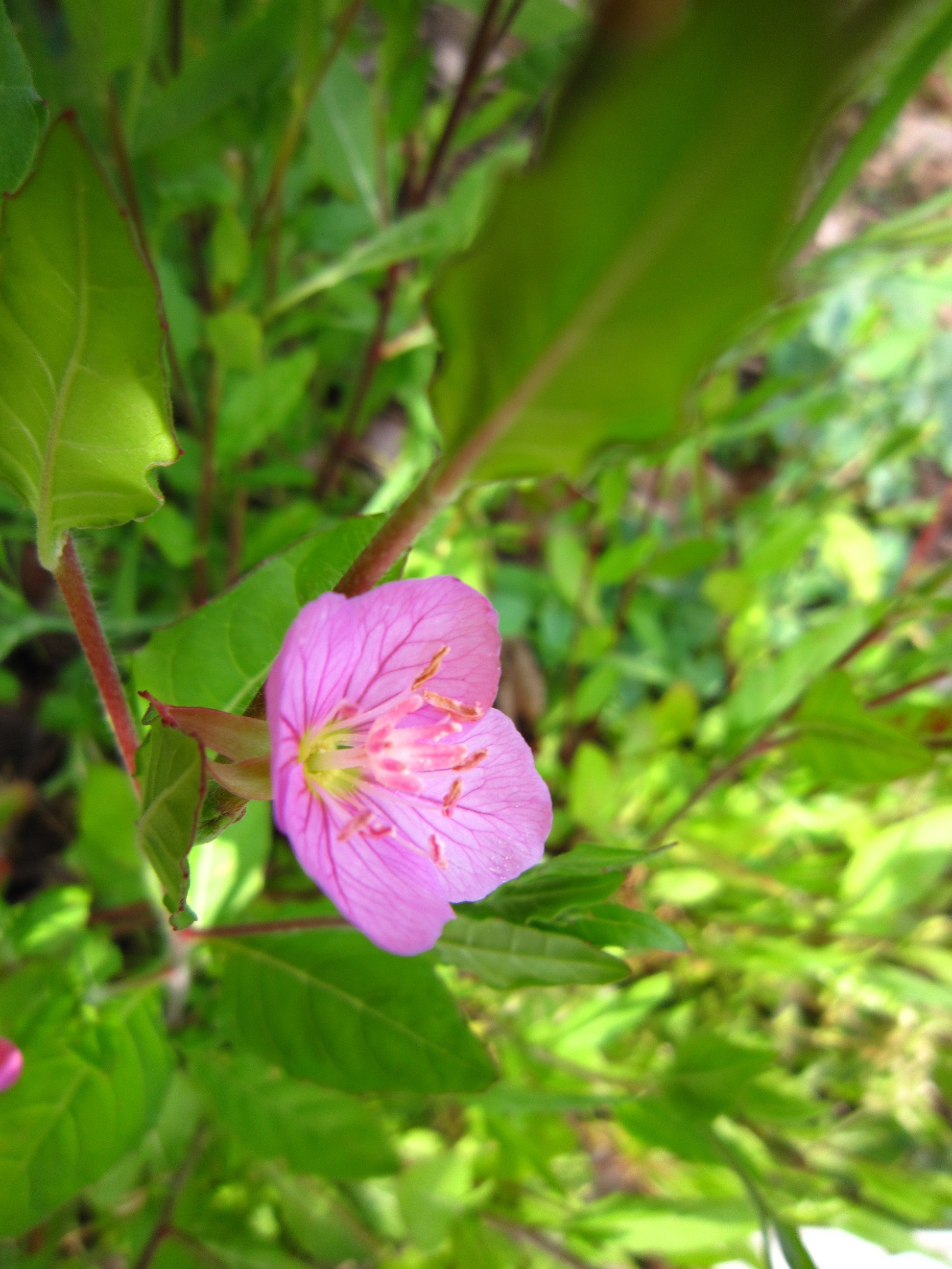 粉花月见草