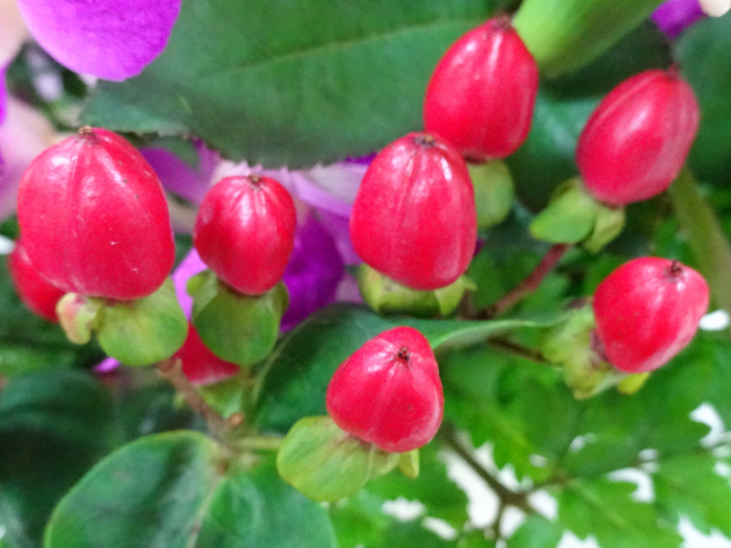 The red berries are a popular | Hypericum androsaemum