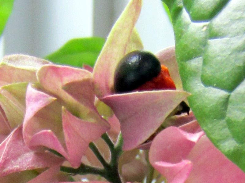 Harlequin glory bower