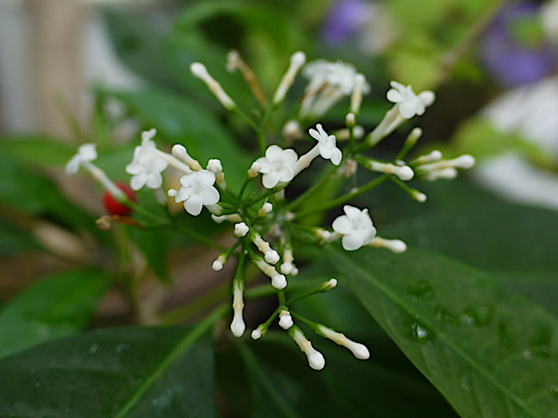 Rauvolfia verticillata