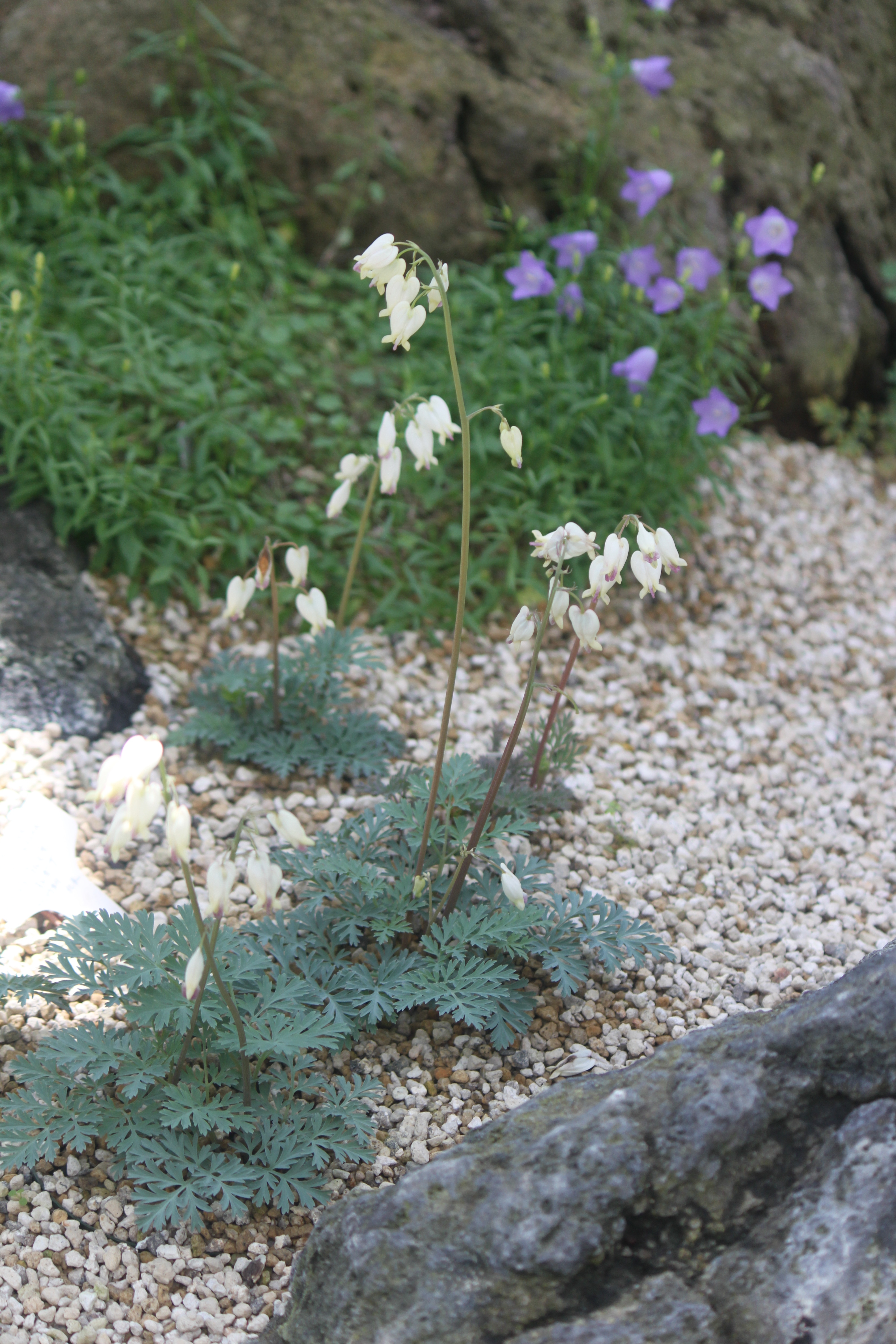 俄勒冈美麗荷包牡丹 Dicentra Formosa Ssp Oregana 科技研花图画书