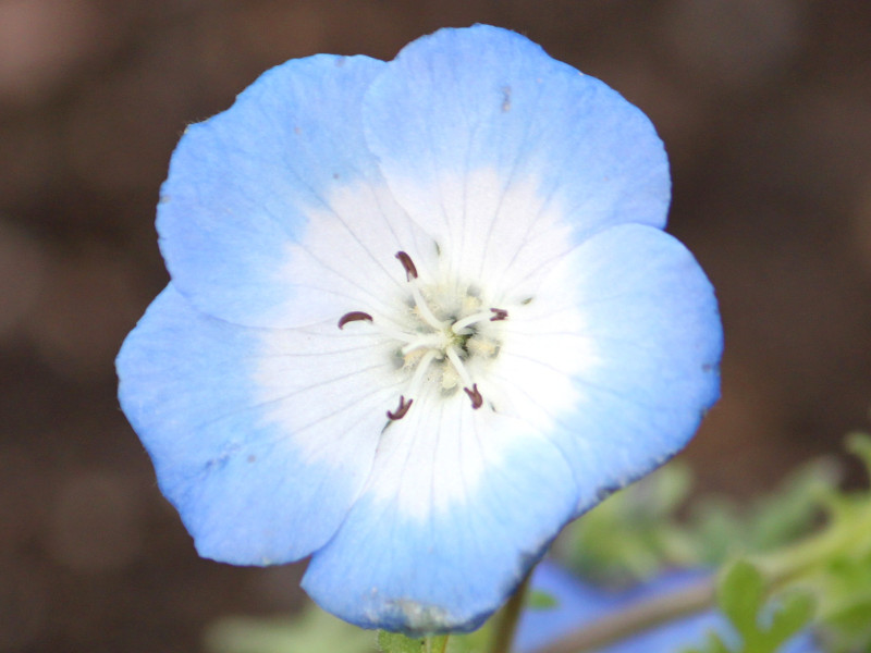 ネモフィラ インシグニスブルー Nemophila Menziesii Subsp Insignis かぎけん花図鑑