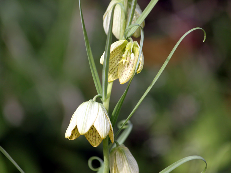 Fritillaria